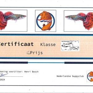 Certificaat lower sword 2nd place.jpg