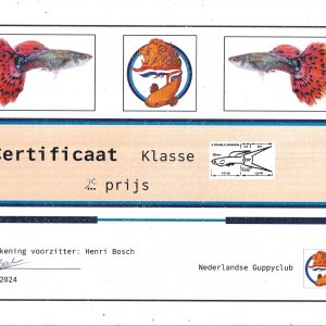 Certificaat double sword 2nd place.jpg