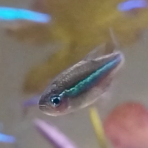 Green Neon Tetra 2024.11.29.png