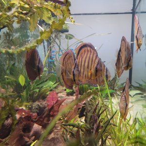 discus_tank_oct_2024.jpg