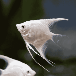 Angel_Fish_Platinum_white_2.png