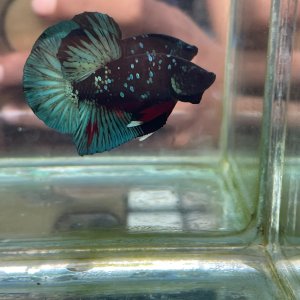 Betta Black Series