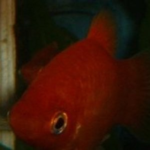 Red_Platy.JPG