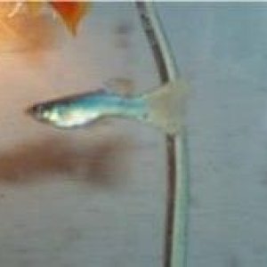 Guppy_26swordtail.jpg