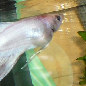 Andwer__s_fish_1_094.jpg