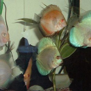 discus_group.jpg