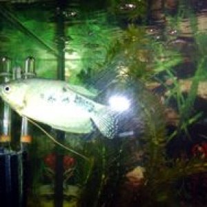 gourami.jpg