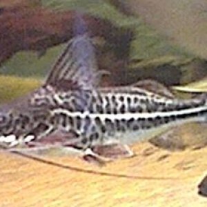 Pimelodus_albofasiatus.jpg