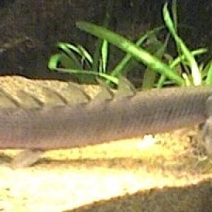 senegal_bichir3.jpg