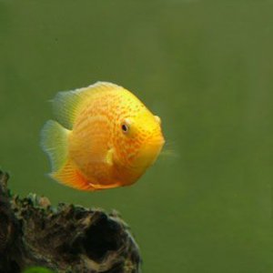 G_Severum_S__.jpg