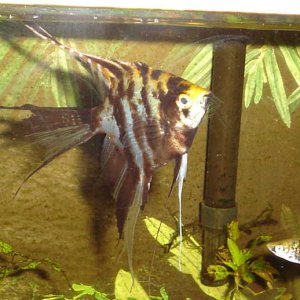 angelswordtail.JPG