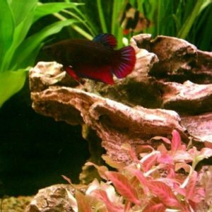 Female_Betta_2.jpg