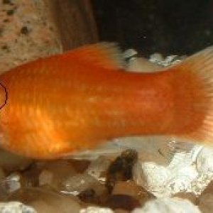 Red_Platy.JPG