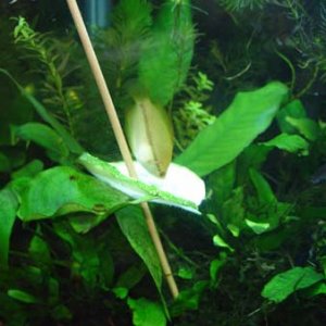 gourami_cuc1.jpg