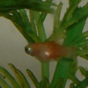 Platy_Runt.JPG