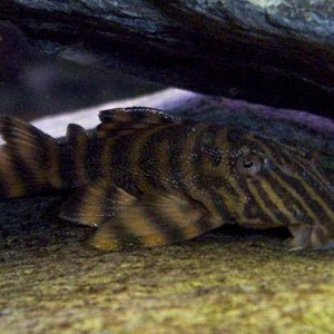 tigerplec.jpg