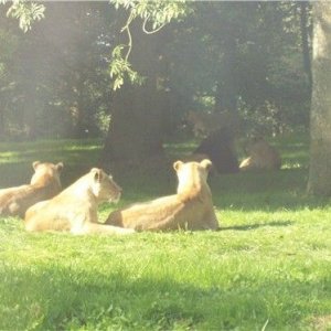 longleat26lion.jpg