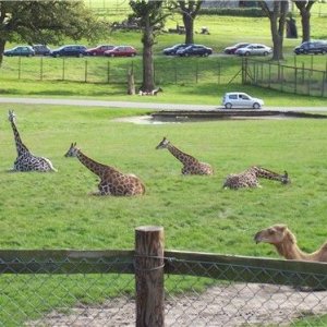 longleat26giraffescamel.jpg