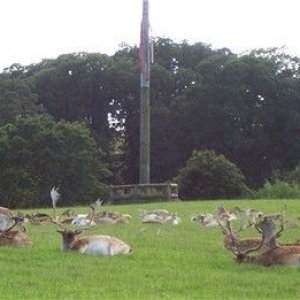 longleat26deer2.jpg