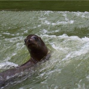 longleat26sealion.jpg