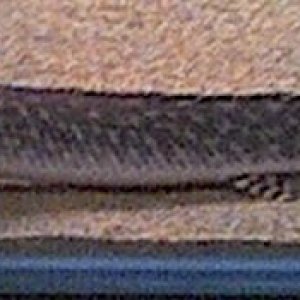 ornate_bichir_006.jpg