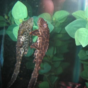 pleco2.jpg