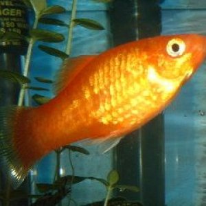 Male_Platy.JPG