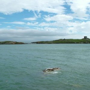 Dalkey_island_021_S.jpg