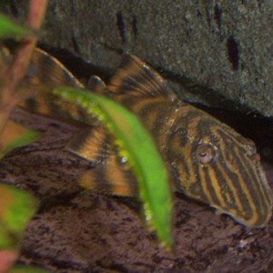 tigerplec.jpg