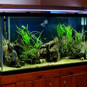 90_gallon_9_9_04.jpg