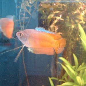 gourami.JPG