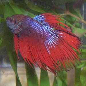 betta1.jpg