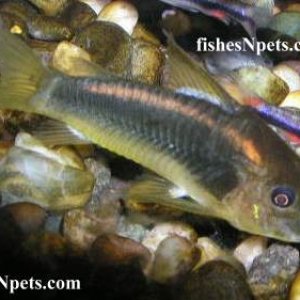 corydoras_aeneus_1_.jpg