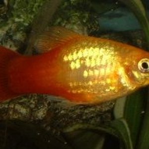 Sunburst_Platy2.JPG