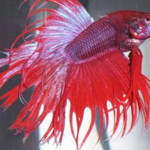 newbetta.jpg