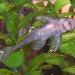 bluepleco1.jpg