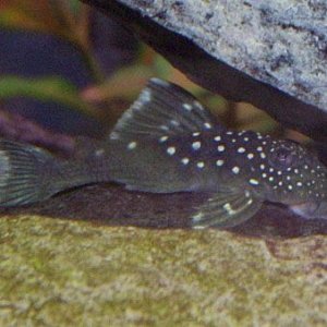 bluepleco2.jpg