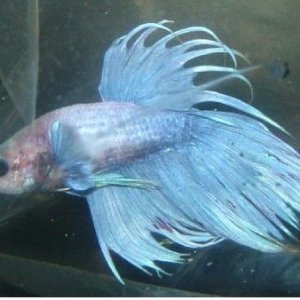 CT_Betta2.jpg