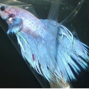 CT_Betta1.jpg