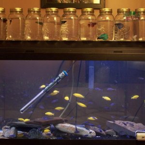 bettas_over_cichlids.JPG