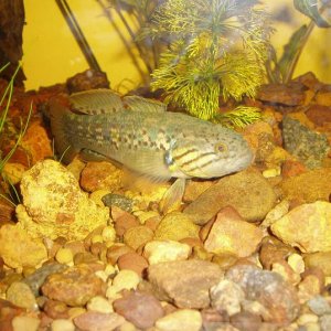 Gudgeon.JPG