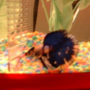 marble_betta_3.jpg