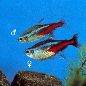 Neon_Tetra.jpg