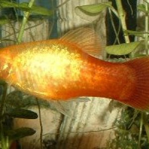 Sunburst_Platy.JPG