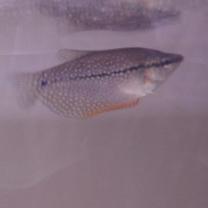 Peal_Gourami.JPG