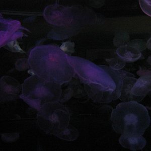 jellyfish.jpg