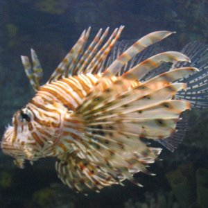 lionfish.jpg