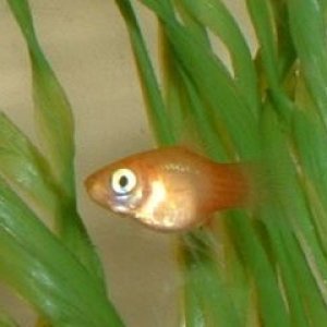 Platy_Fry2.JPG