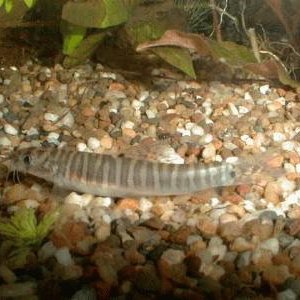 nemacheilus_selangoricus_greybanded_loach1922_1_.jpg