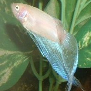 White_Betta3.JPG